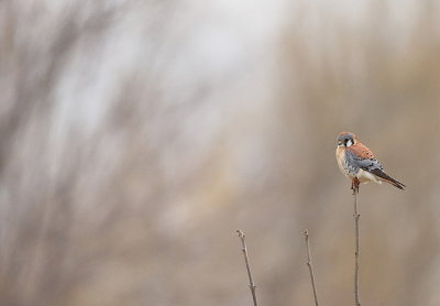 American Kestrel  --  Crecerelle D'Amerique