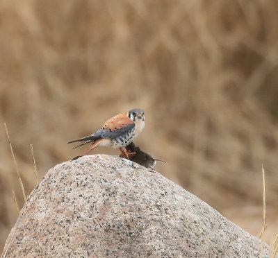 American Kestrel  --  Crecerelle D'Amerique