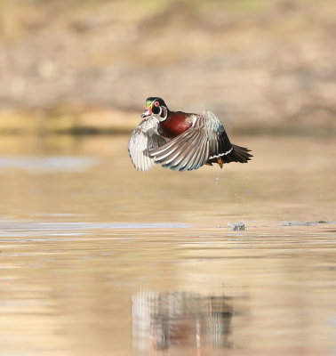 Wood Duck  --  Canard Branchu