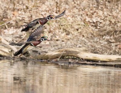 Wood Duck  --  Canard Branchu