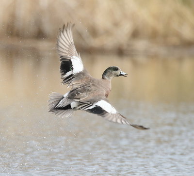 American Wigeon  --  Canard D'Amerique