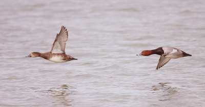 RedHead  --  Fuligule A Tete Rouge