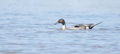 Northern PinTail  --  Canard Pilet