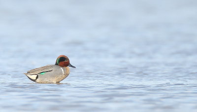 Green-Winged Teal  --  Sarcelle D'Hiver