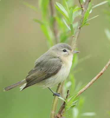 Warbling Viero  --  Vireo Melodieux