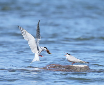 Common Tern  --  Sterne PierreGarin