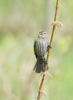 Red-Winged BlackBird  --  Carouge a Epaulettes