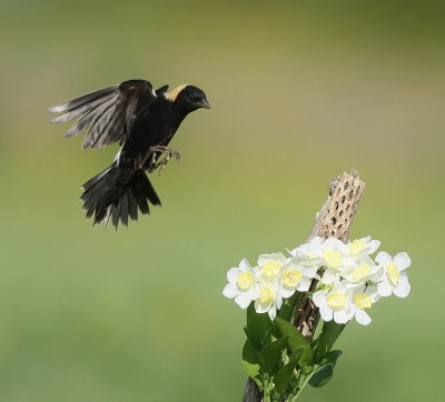 BoBoLink  --  Goglu des Pres