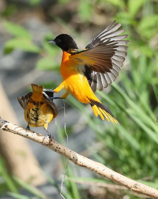 Baltimore Oriole  --  Oriole de Baltimore