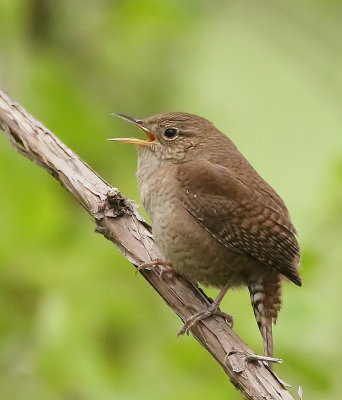 House Wren  --  Troglodyte Familier