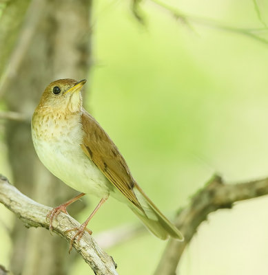 Veery  --  Grive Fauve