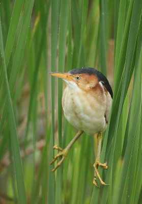 Least Bittern  --  Petit Blongios