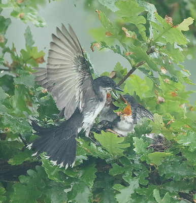 Eastern KingBird ( 3 CHICKS )  --  Tyran TriTri ( 3 poussins )