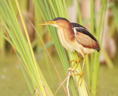 Least Bittern  --  Petit Blongios