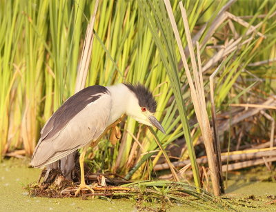 Black-Crowned Night-Heron  --  Bihoreau Gris