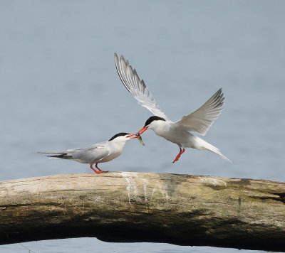 Common Tern's  --  Sterne PierreGarin