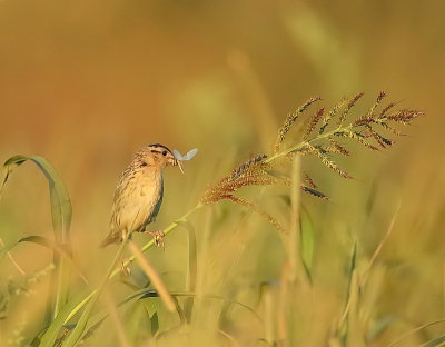 BoBoLink  --  Goglu des Pres