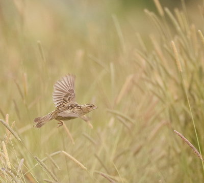 BoBoLink  --  Goglu des Pres