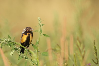 BoBoLink  --  Goglu des Pres