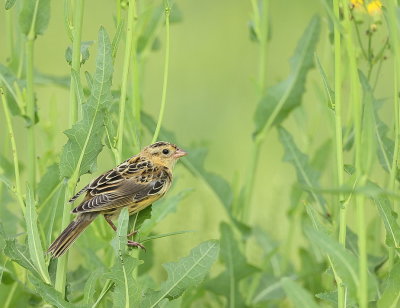 BoBoLink  --  Goglu des Pres