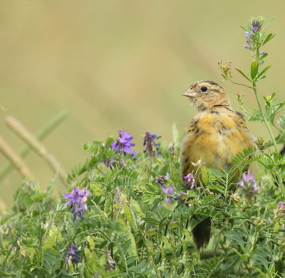 BoBoLink  --  Goglu des Pres