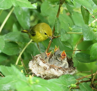 Yellow Warbler and Chicks  --  Paruline Jaune avec Poussins