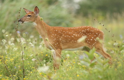 WhiteTail Deer ( fawn )  --  Cerf de Virginie ( faon )