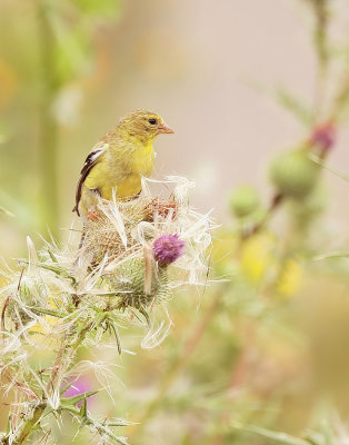 American GoldFinch  --  Chardonneret Jaune