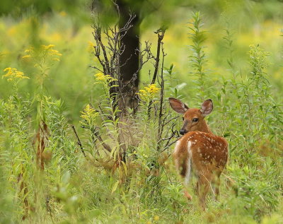 WhiteTail Deer ( fawn )  --  Cerf de Virginie ( faon )