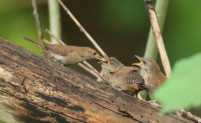 House Wren ( 2 chicks )  --  Troglodyte Familier ( 2 poussins )