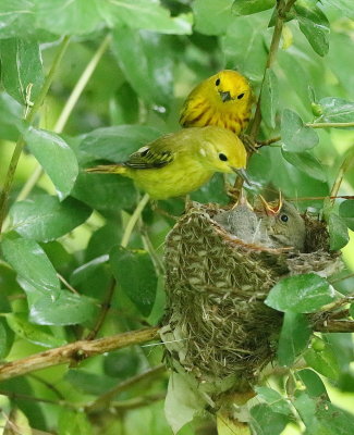 Yellow Warbler and ( CHICKS )  --  Paruline Jaune et ( POUSSINS )