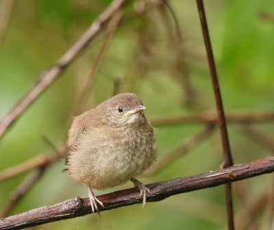 House Wren ( chick )  --  Troglodyte Familier ( poussin )