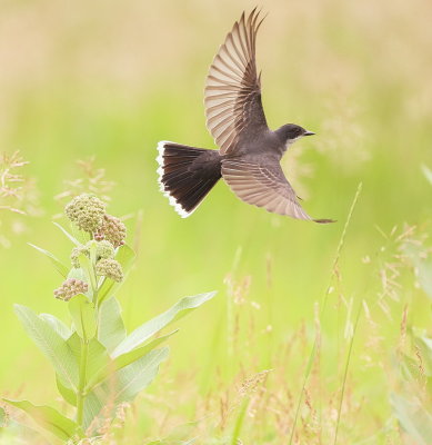 Eastern KingBird  --  Tyran TriTri