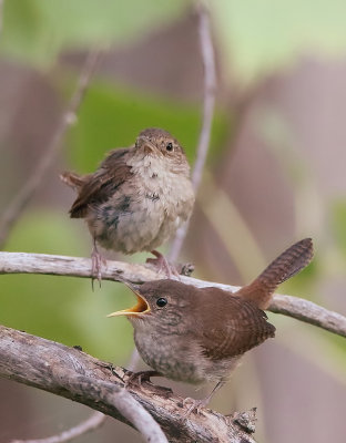 House Wren ( ADULT AND CHICK )  --  Troglodyte Familier ( ADULTE AVEC POUSSIN )