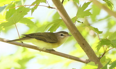 Warbling Vireo  --  Vireo MeloDieux