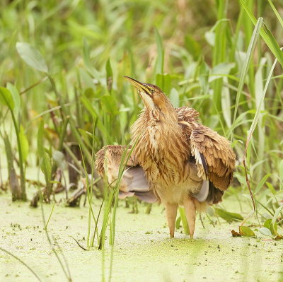 American Bittern  --  Butor D'Amerique