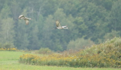 SandHill Crane  --  Grue du Canada