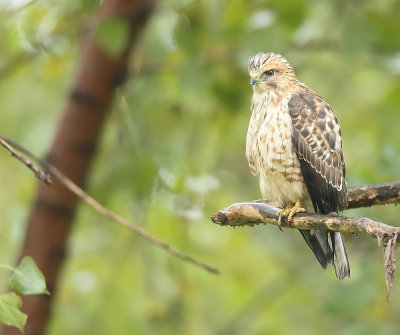 Red-Shouldered Hawk  --  Buse A Epaulettes