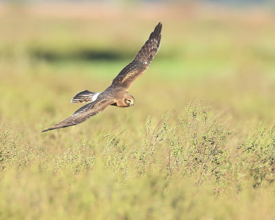 Northern Harrier  --  Busard Saint - Martin