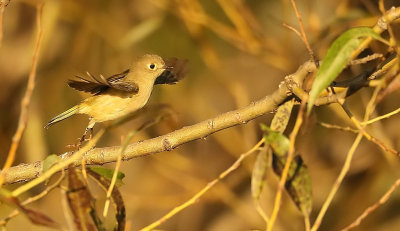 Ruby - Crowned KingLet  --  Roitelet A Couronne Rubis