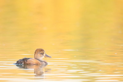 Ring - Necked Duck  --  Fuligule A Collier