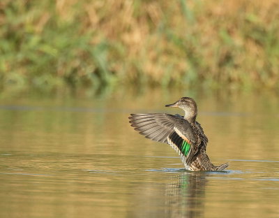 Green - Winged Teal  --  Sarcelle D'Hiver