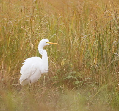 Great Egret  --  Grande Aigrette