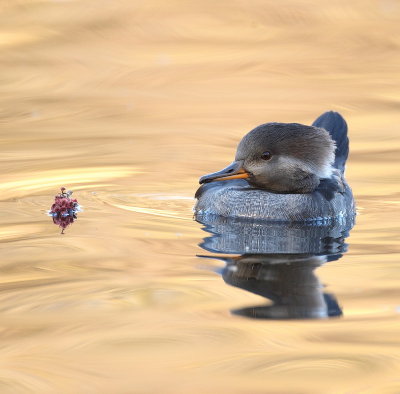 Hooded MerGanser  --  Harle Couronne