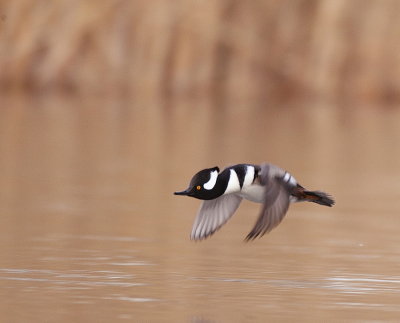 Hooded MerGanser  --  Harle Couronne