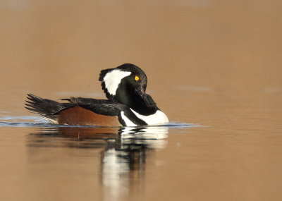 Hooded MerGanser  --  Harle Couronne