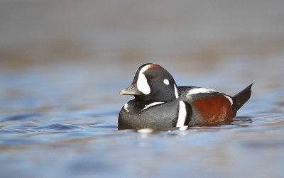 HarleQuin Duck  --  ArleQuin PlonGeur