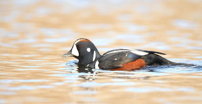 HarleQuin Duck  --  ArleQuin PlonGeur