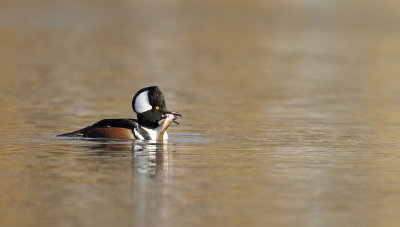 Hooded MerGanser  --  Harle Couronne