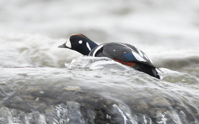 HarleQuin Duck  --  ArleQuin PlonGeur